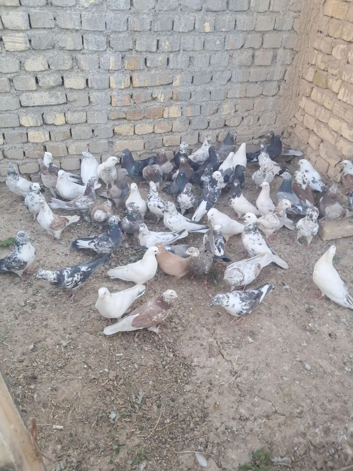 کفتر|پرنده|ساروق, |دیوار