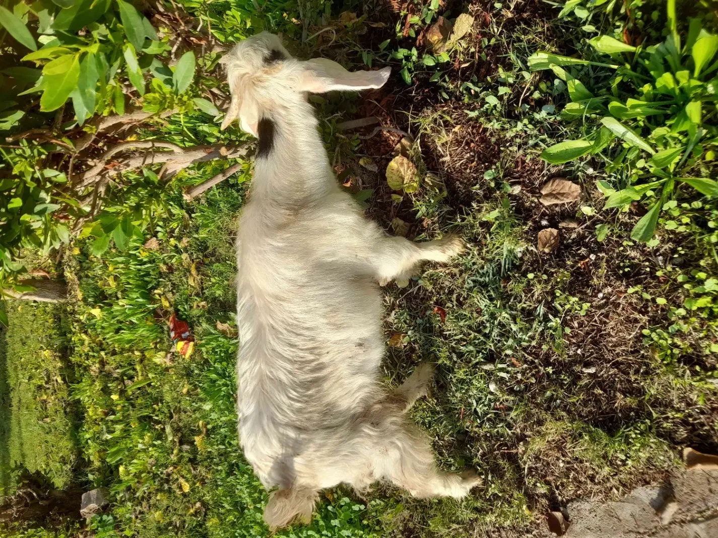 فروش بزغاله درشوش|حیوانات مزرعه|شوش, |دیوار