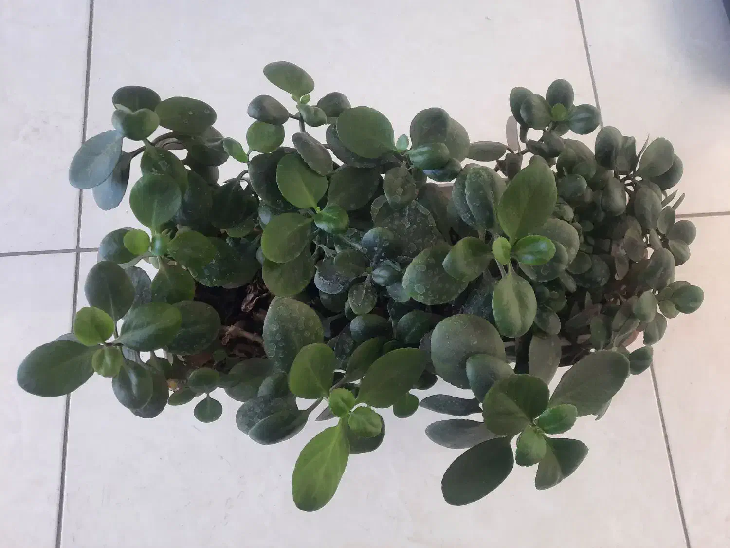 گل طبیعی پر و سرحال|گل و گیاه طبیعی|پردیس, فاز ۸|دیوار