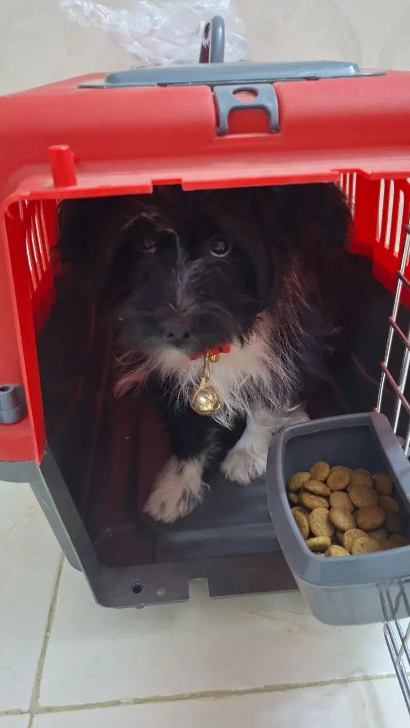 سگ گمشده|سگ|اراک, |دیوار