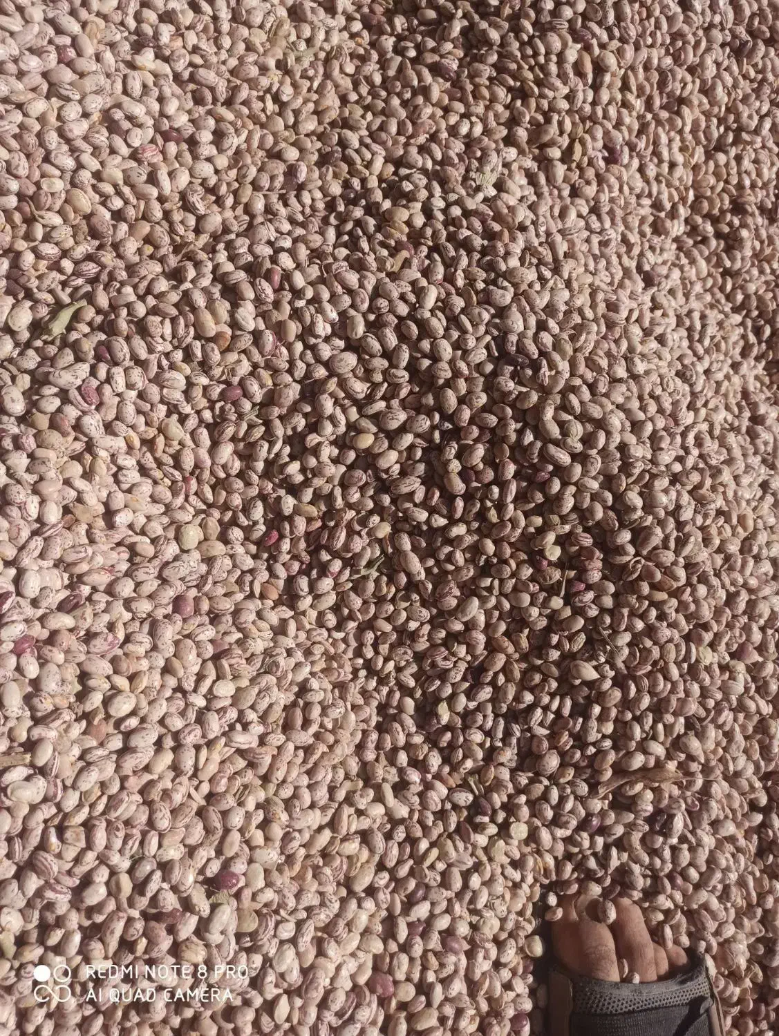 لوبیا چیتی کوشا|خوردنی و آشامیدنی|شازند, |دیوار