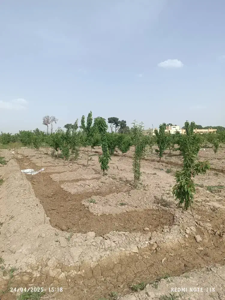 زمین باغچه ۵۰۰متری در خیابان ۱۲متری|فروش زمین و ملک کلنگی|محمدشهر, عباس آباد|دیوار