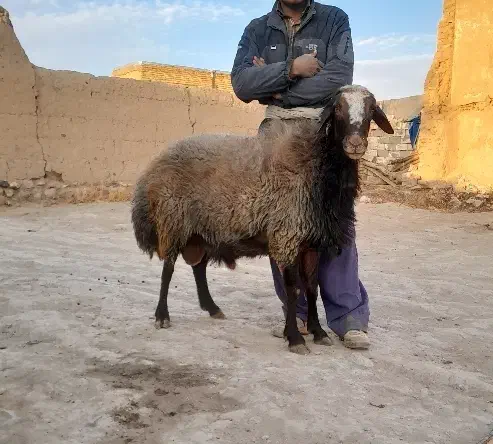 قوچ افشاری بع شرط پرش|حیوانات مزرعه|تاکستان, |دیوار