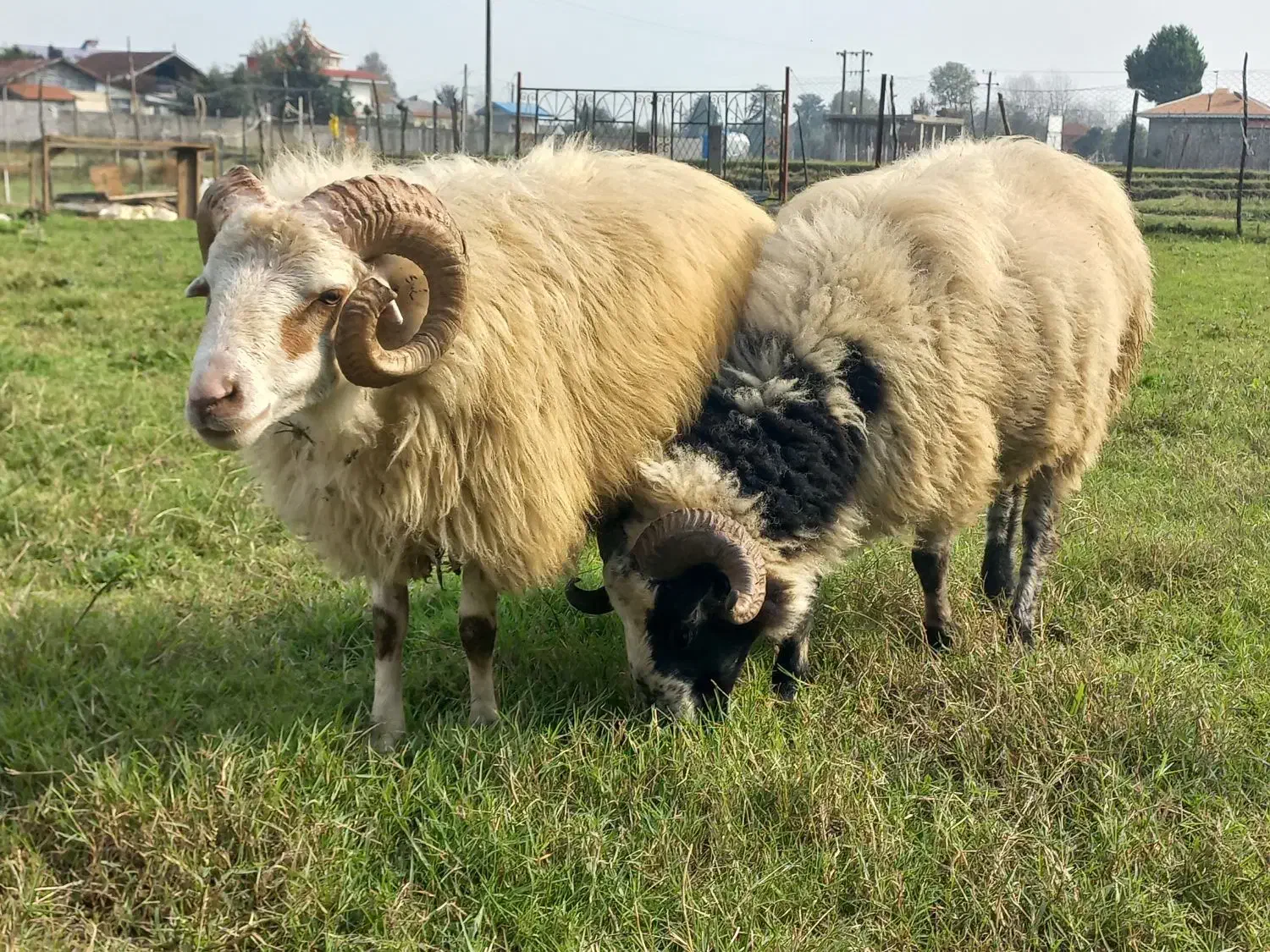 گوسفند نر|حیوانات مزرعه|احمدسرگوراب, |دیوار