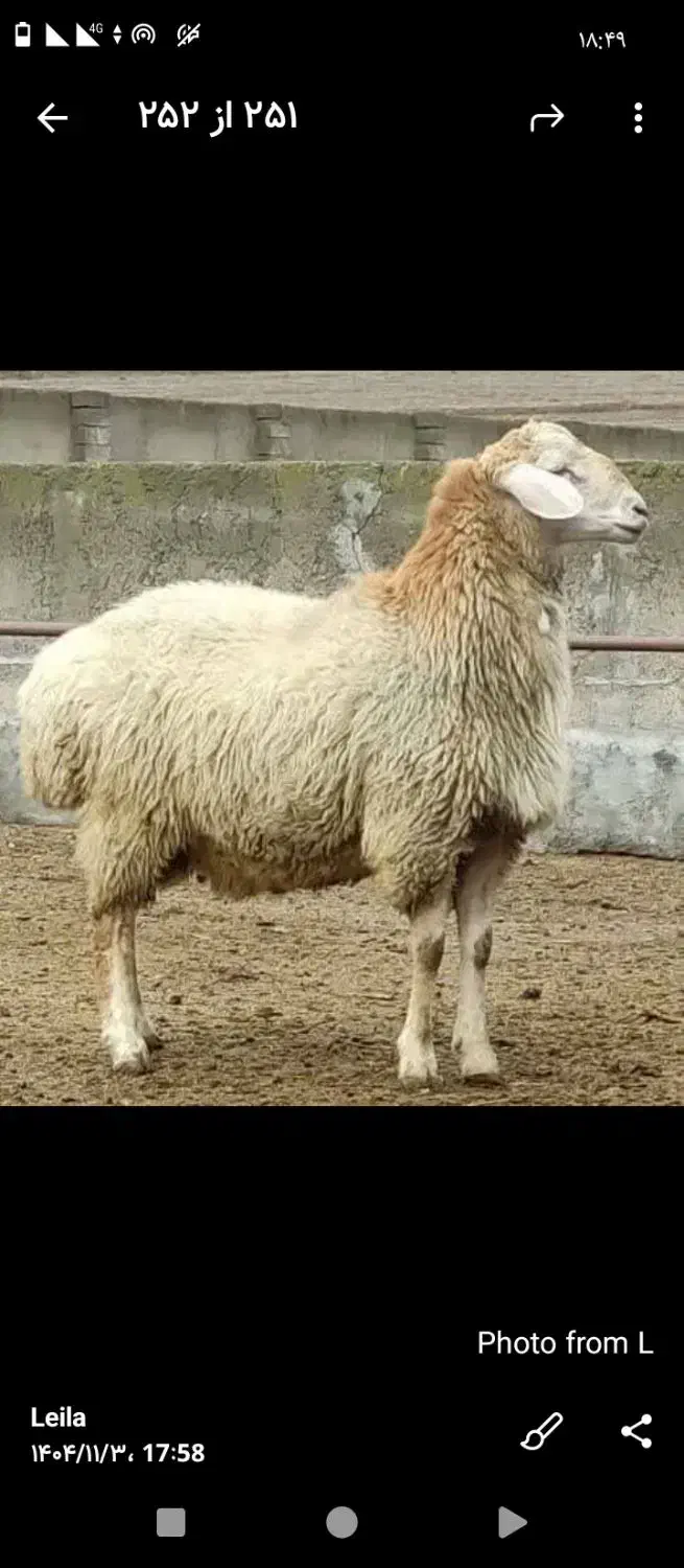 قوچ و بره نر هترو|حیوانات مزرعه|اردبیل, |دیوار