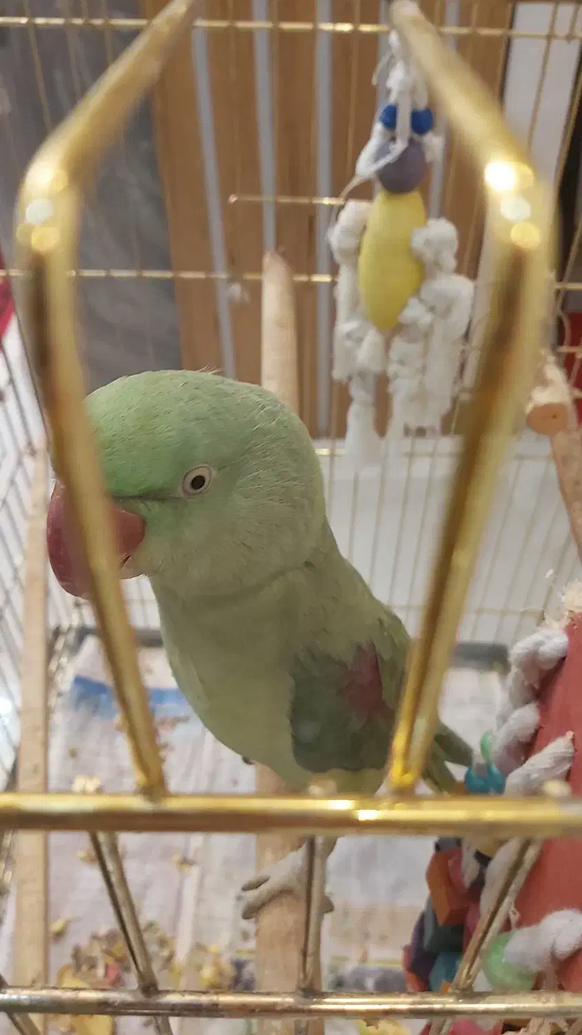 شاه طوطی نر|پرنده|رشت, کوی فکوری|دیوار