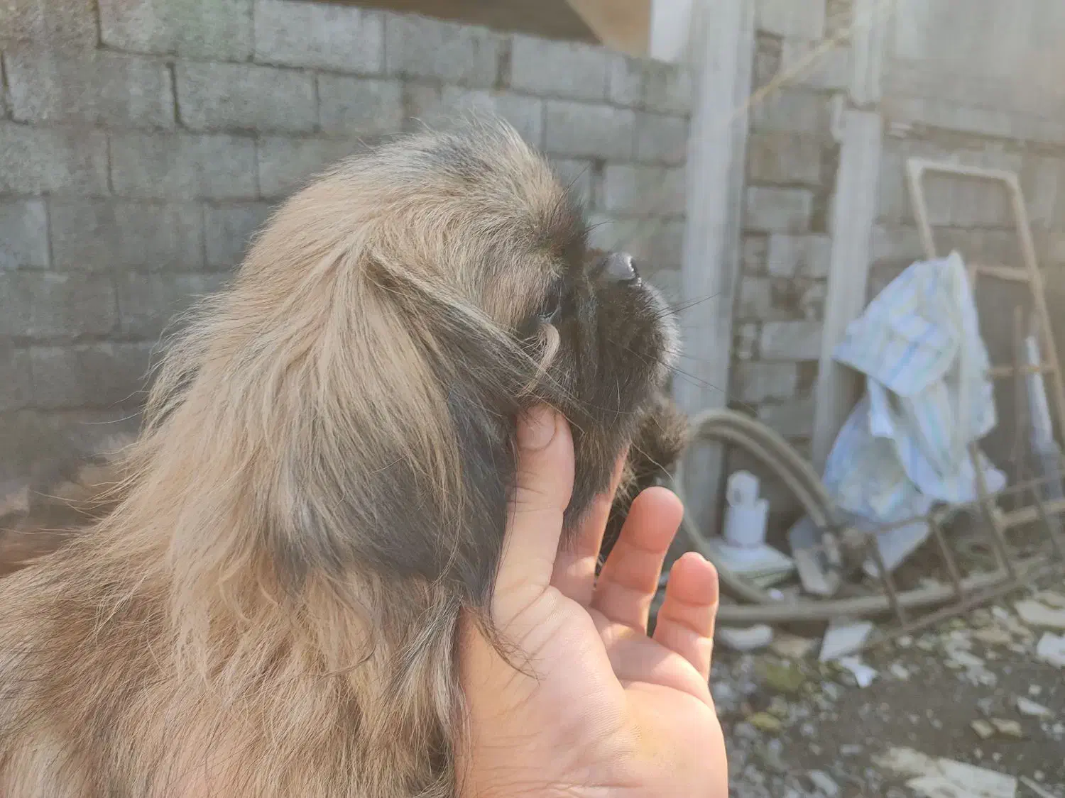 فوری فوری فروش ماده پیکنیز|سگ|بابلسر, |دیوار