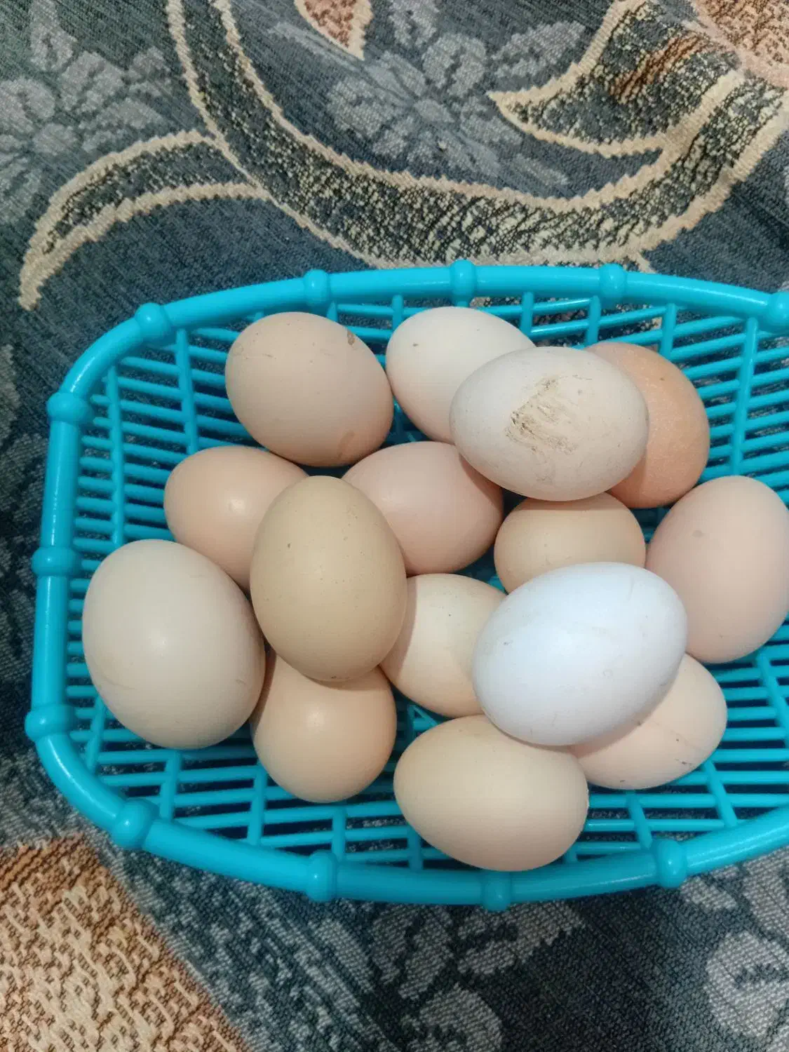 فروش تخم مرغ محلی|حیوانات مزرعه|سبزوار, کلاته سیفر|دیوار