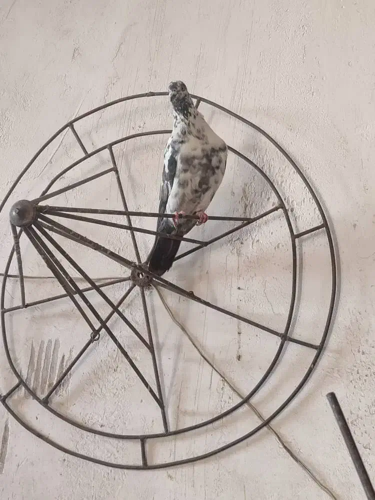 کبوترپرشی|پرنده|قم, باغ کرباسی|دیوار