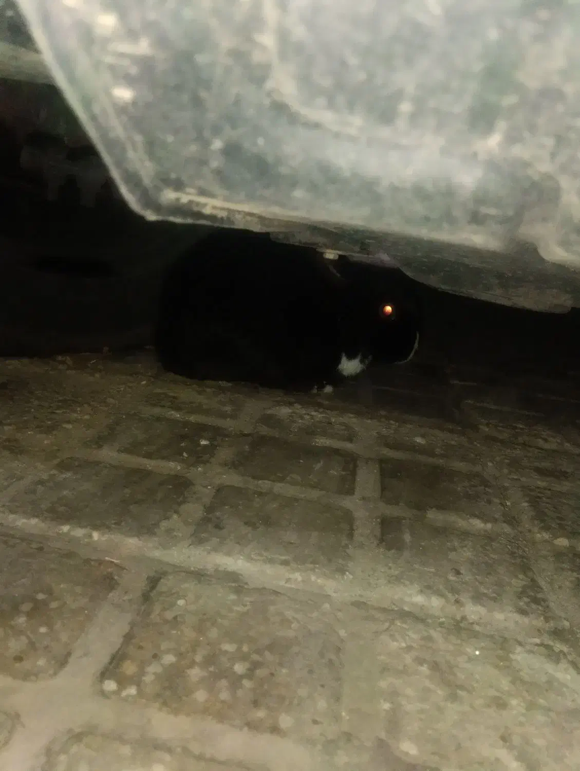 خرگوش|موش و خرگوش|اردکان, |دیوار