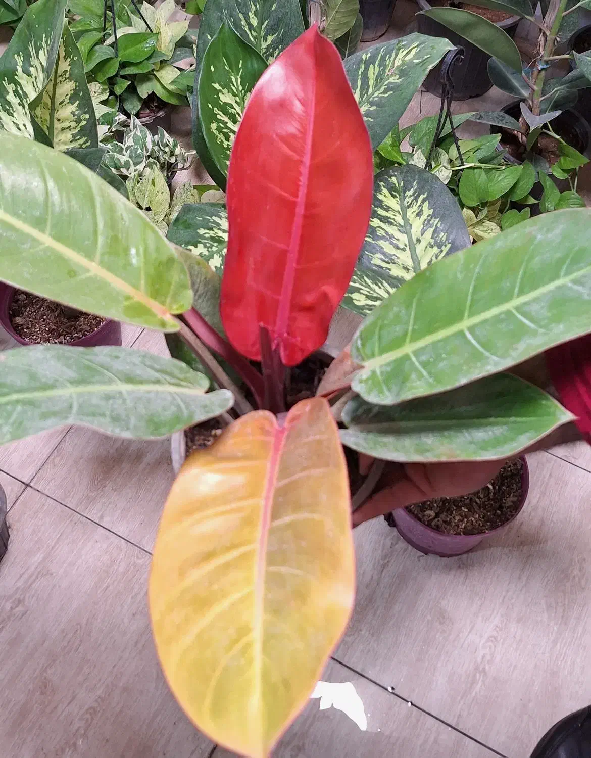 تخفیف گل و گیاه به مناسبت روز مادر|گل و گیاه طبیعی|اهواز, نادری|دیوار