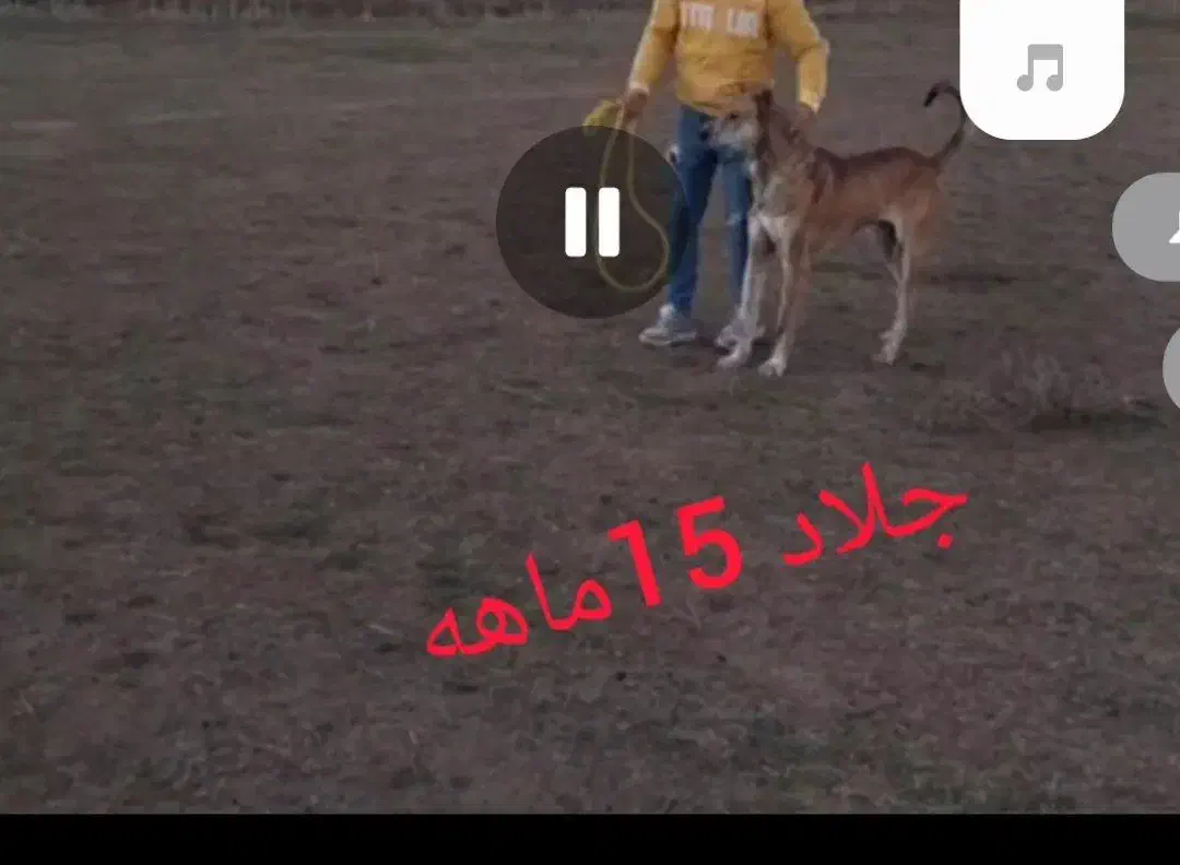 سگ سرابی|سگ|پارسآباد, |دیوار