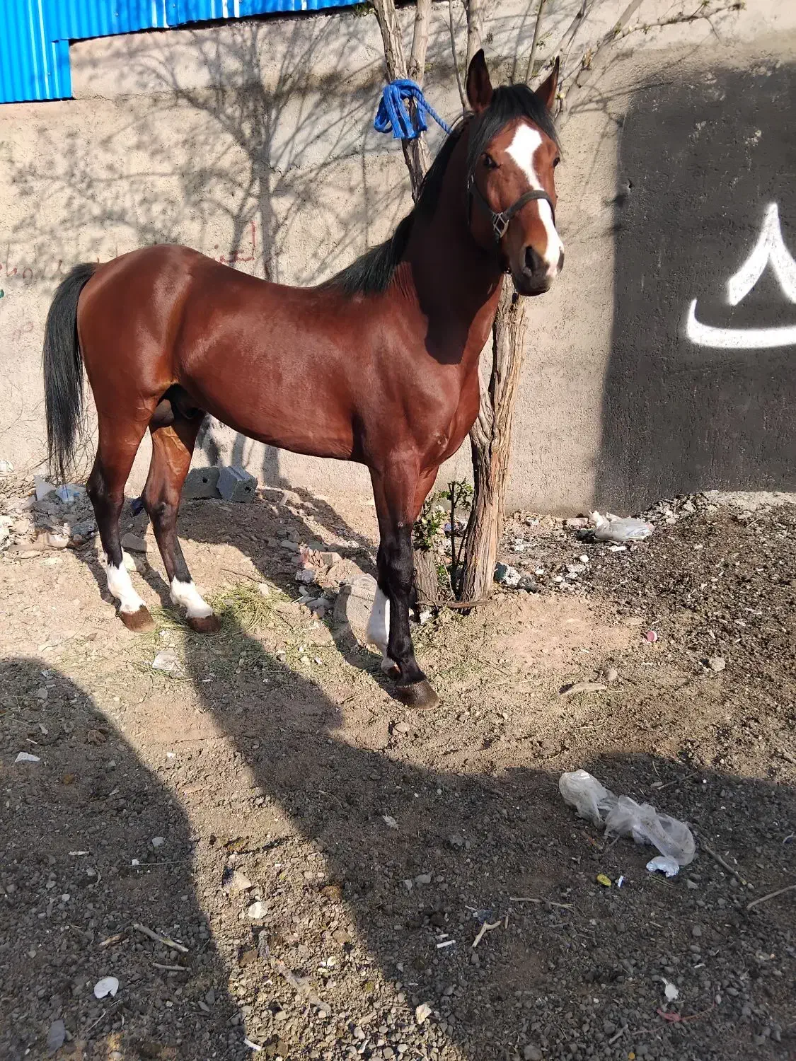 دره شور زیر قیمت بی نظیر شجره دار به شرط کارشناسی|اسب و تجهیزات اسب‌سواری|باقرشهر, |دیوار