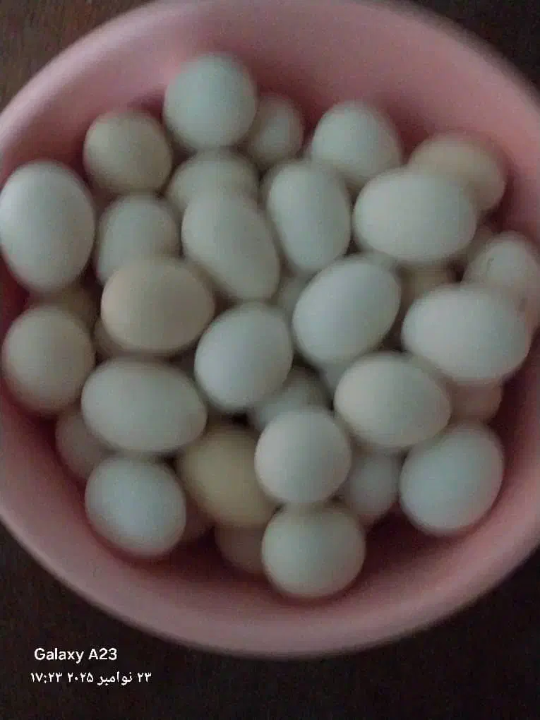 تخم مرغ ،مرغ ریشی نطفه دار محلی اصل|خوردنی و آشامیدنی|نورآباد ممسنی, |دیوار