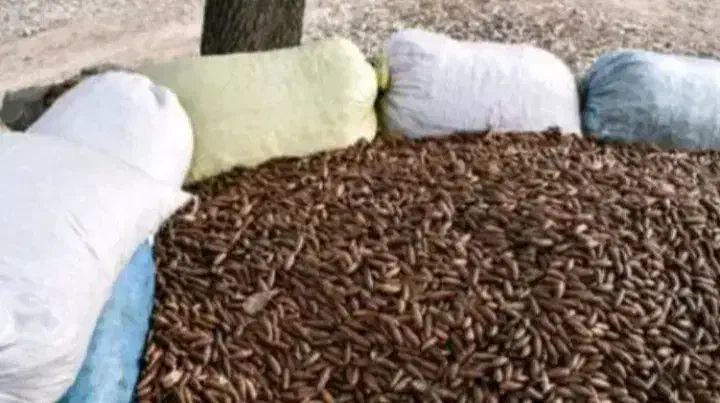 بلوط درجه یک تحویلی|لوازم جانبی حیوانات|شیراز, صنایع الکترونیک|دیوار