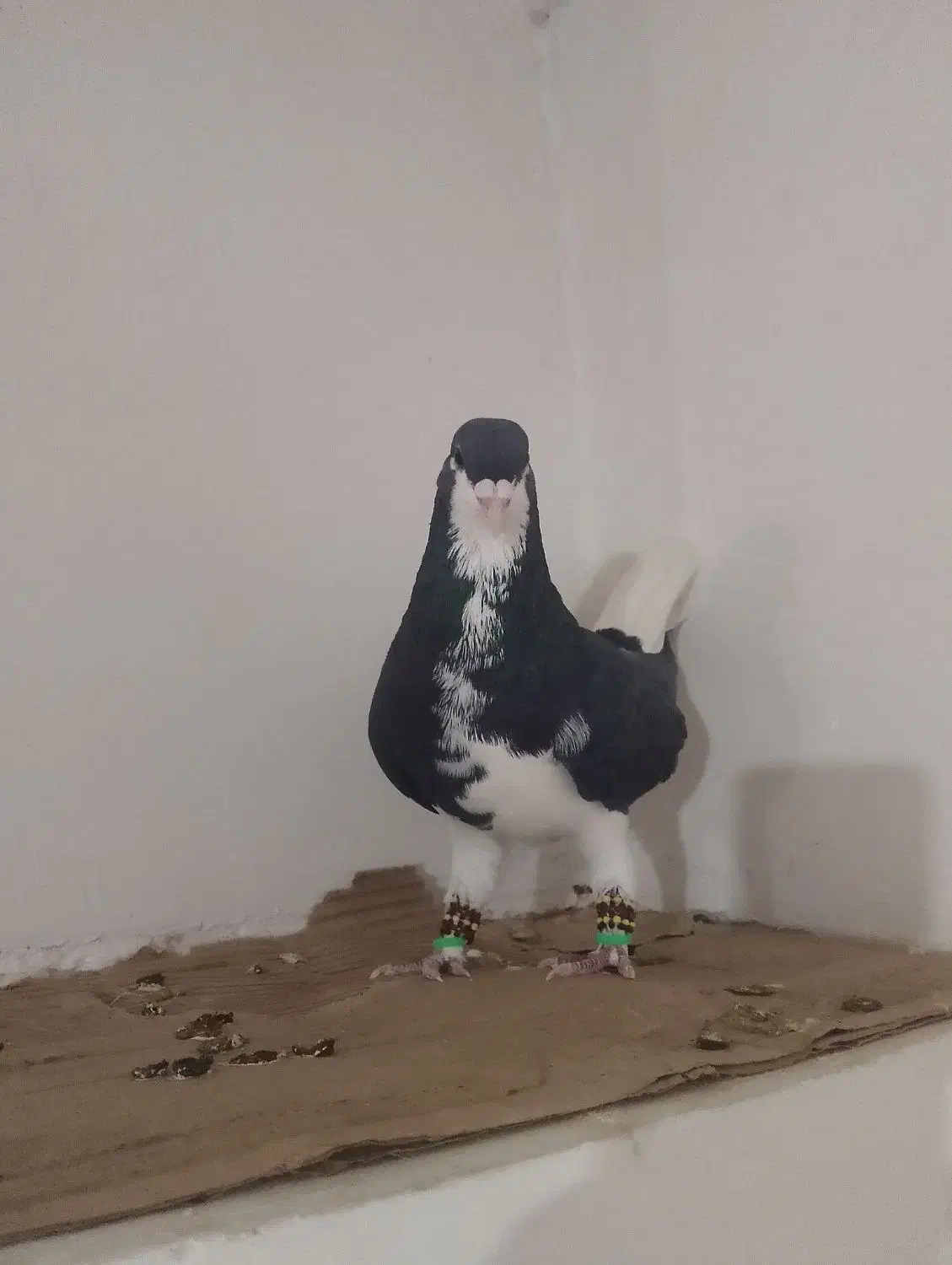 کفتر فروشی بضمانت تخم جوجه و پرش|پرنده|تربت‌حیدریه, حاجی یار‎|دیوار