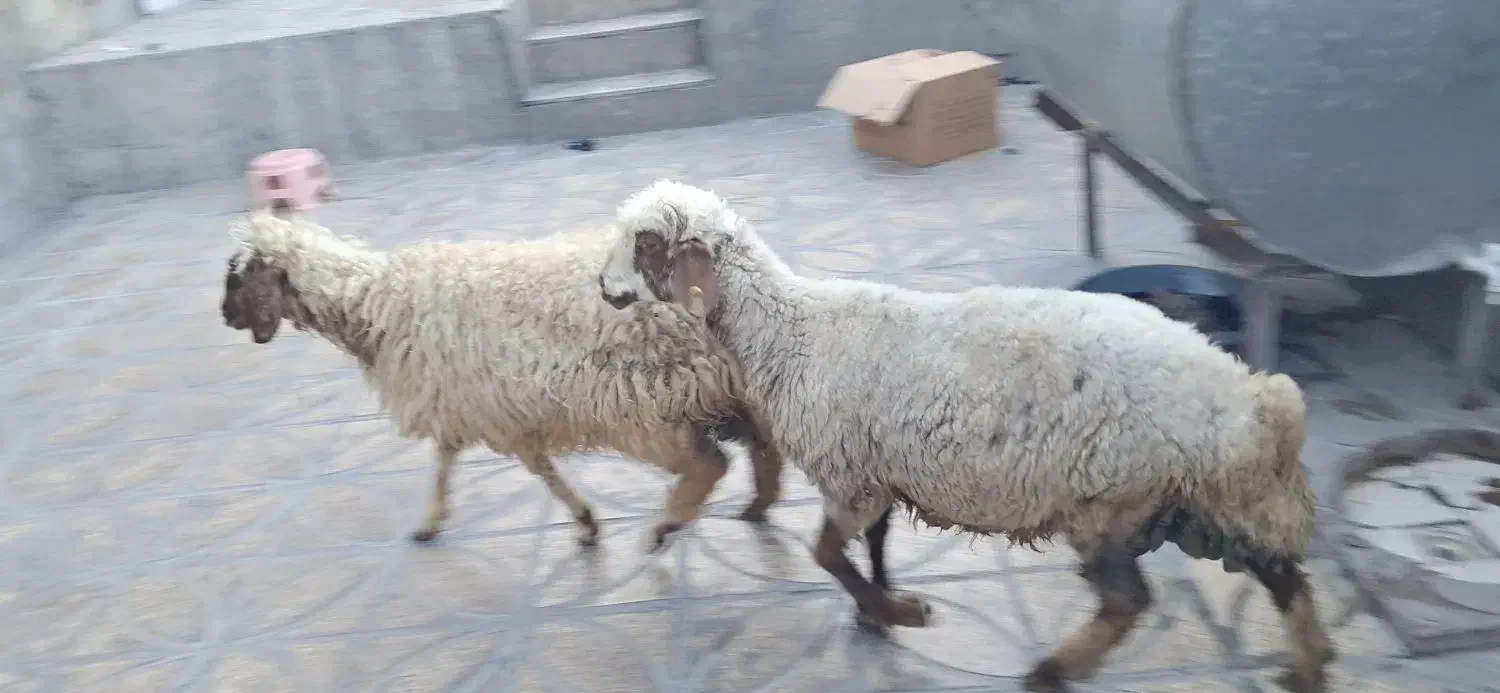 کاور|حیوانات مزرعه|ایلام, |دیوار