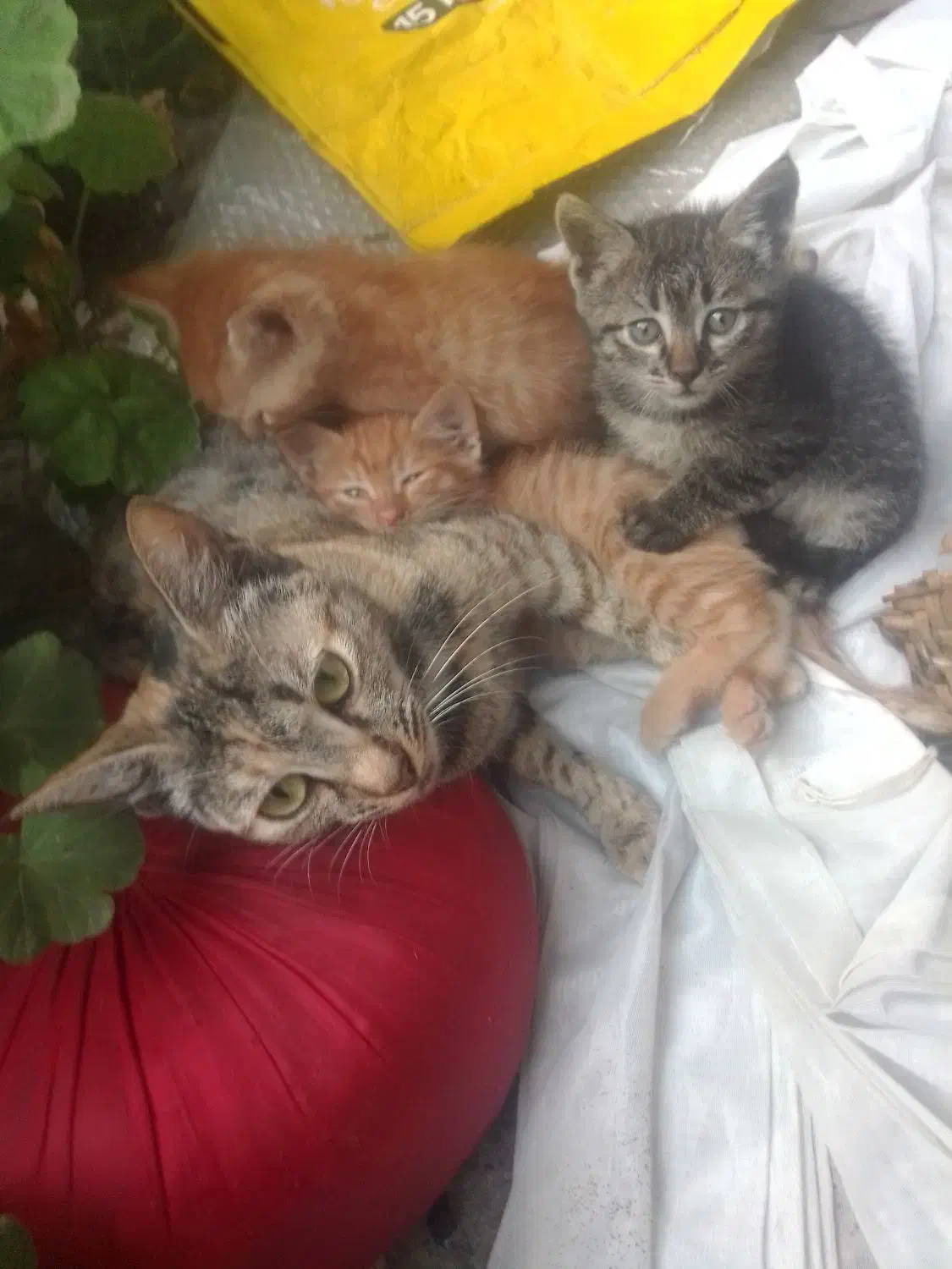 واگذاری گربه مادر همراه با بچههاش|گربه|ساری, |دیوار