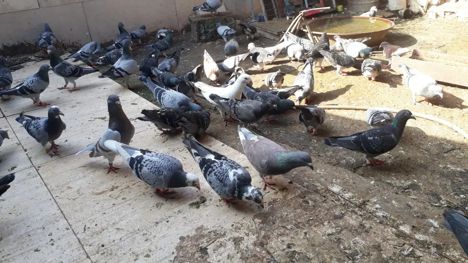 کبوتر پلاکی مسافتی|پرنده|رودسر, |دیوار