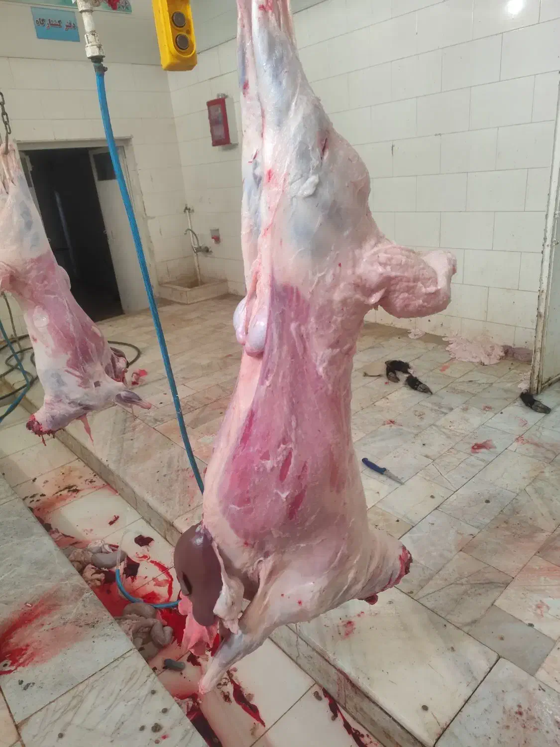 جشنواره تخفیفی فروش گوشت تازه بره بزغاله ضمانتی|خوردنی و آشامیدنی|سربیشه, |دیوار