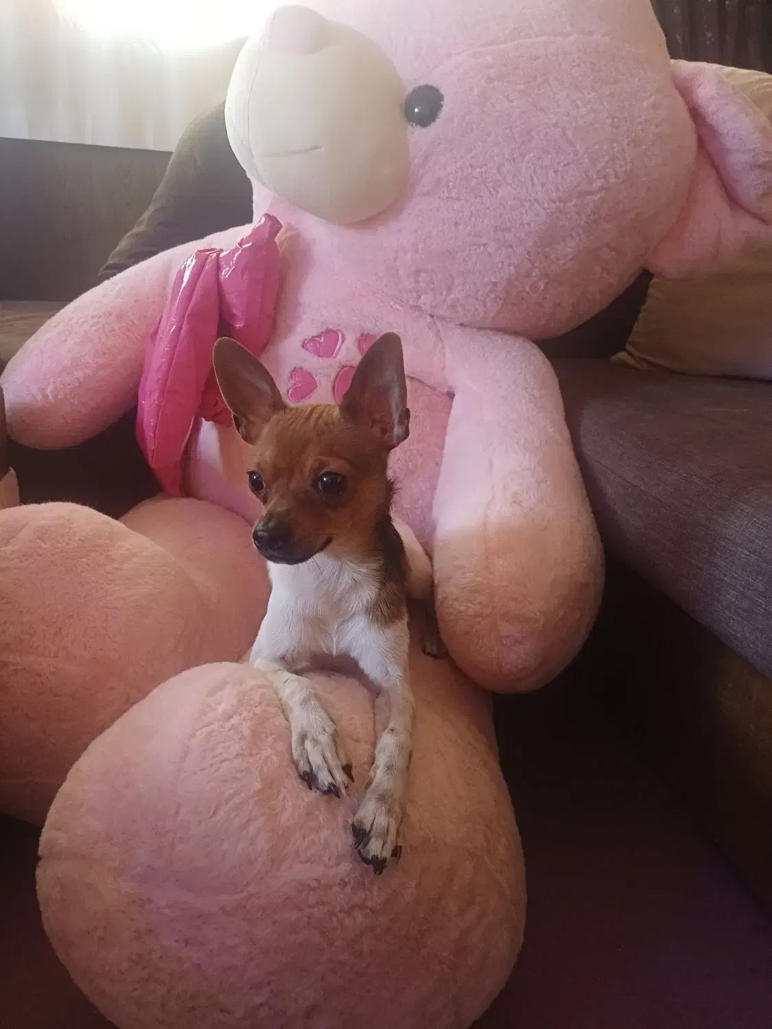 دزدیده شده|حیوانات|باسمنج, |دیوار