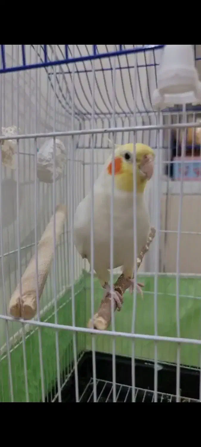 عروس هلندی سخنگو|پرنده|تهران, شهرک فردوس (حسینی)|دیوار