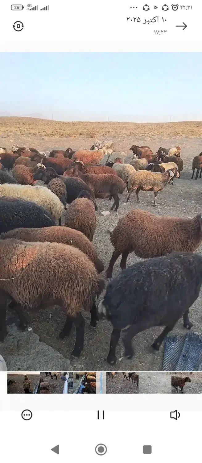 میش داشتی جوان سرحال|حیوانات مزرعه|کرچمبو, |دیوار