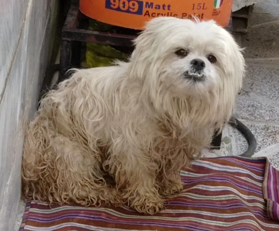 سگ شیتزو|سگ|کرمانشاه, |دیوار