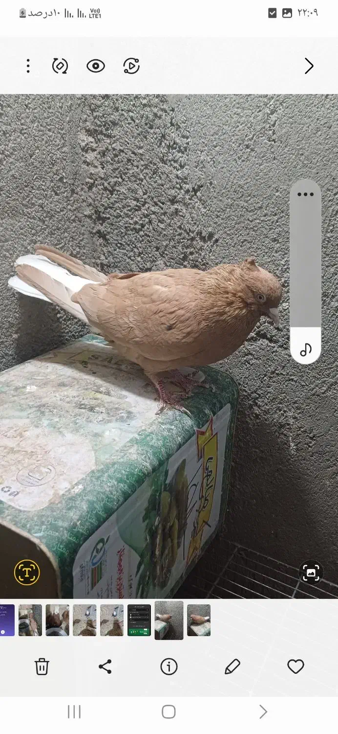 زرد دم سفید|پرنده|سبزوار, همت|دیوار