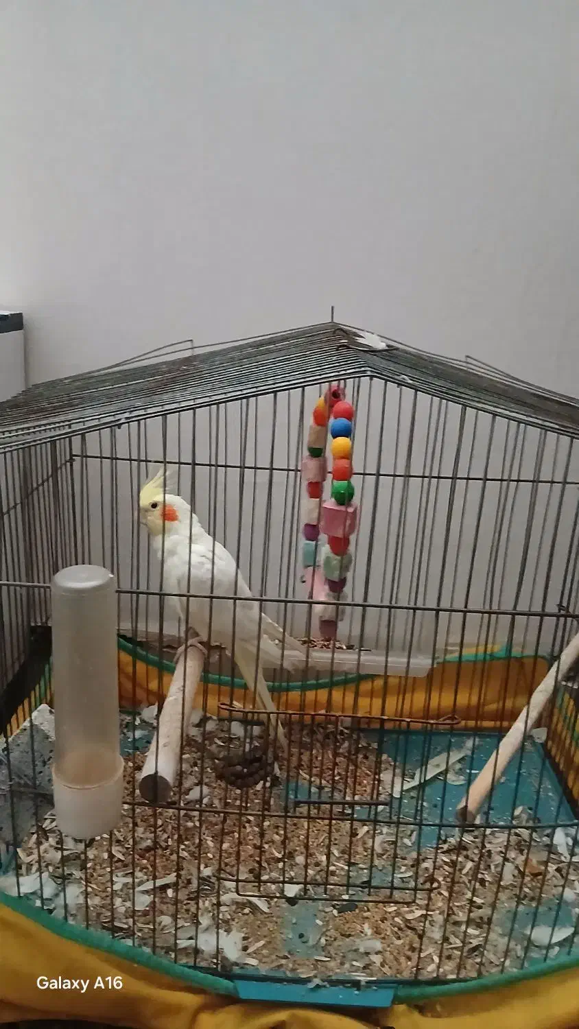 پرنده فروشی|پرنده|بندر ماهشهر, |دیوار