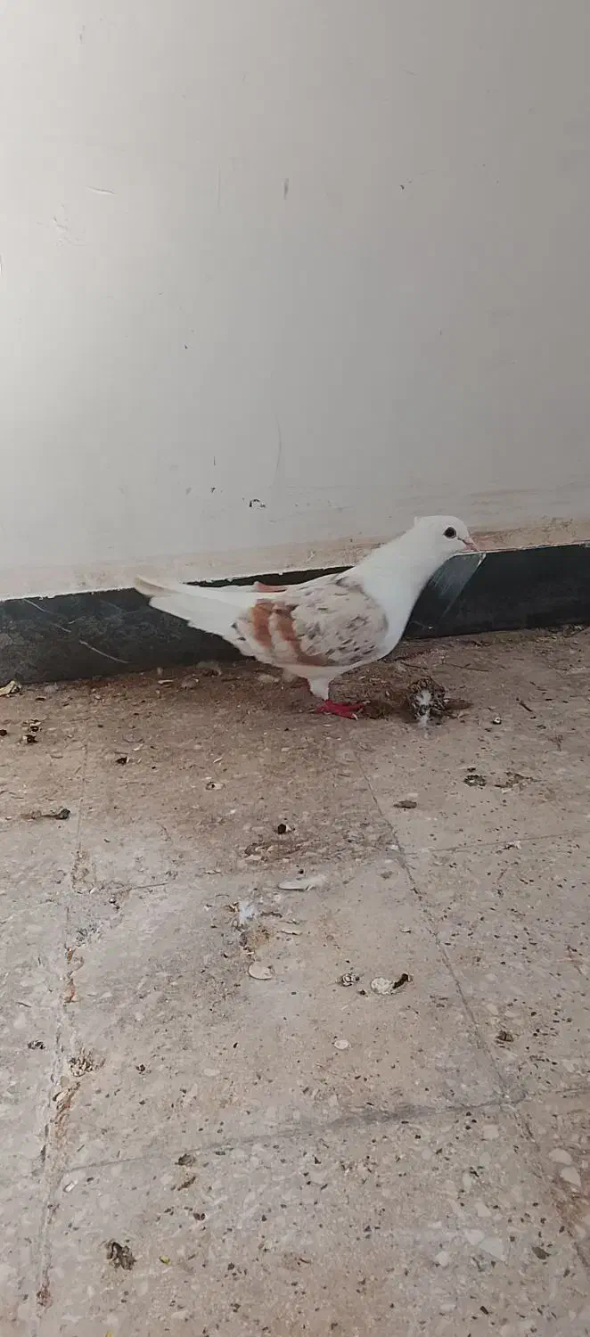 کبوتر|پرنده|حمیدیه, |دیوار