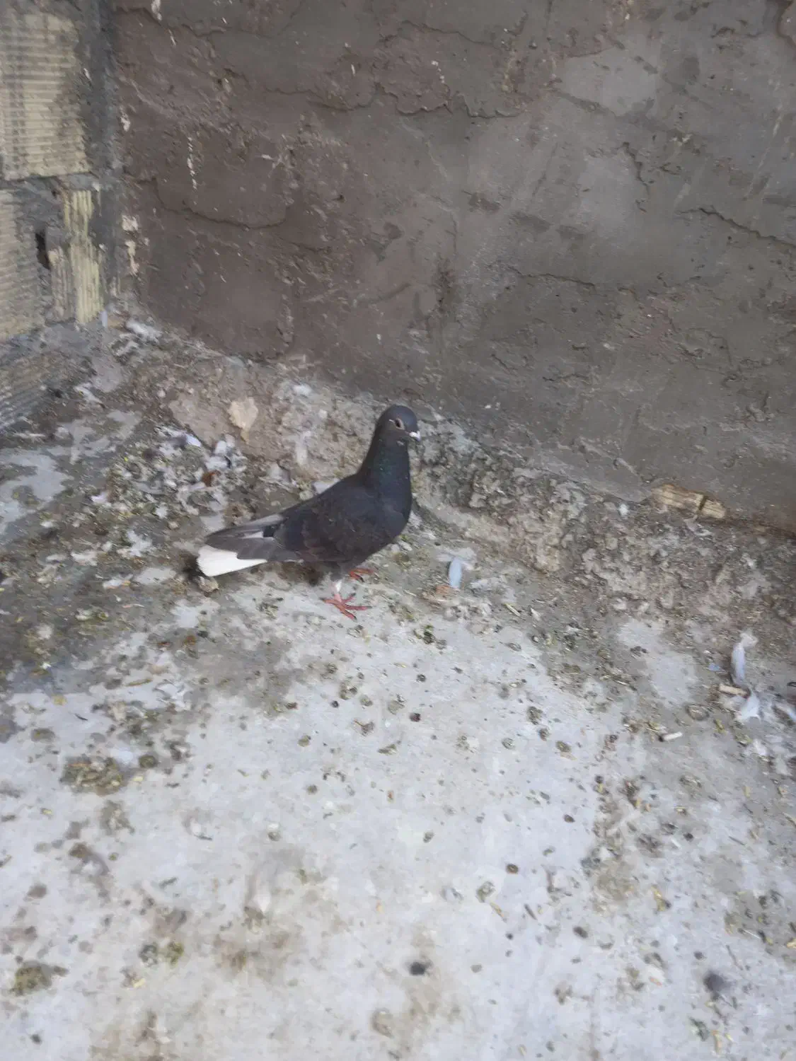 ماده سیدی سبز|پرنده|شوشتر, |دیوار
