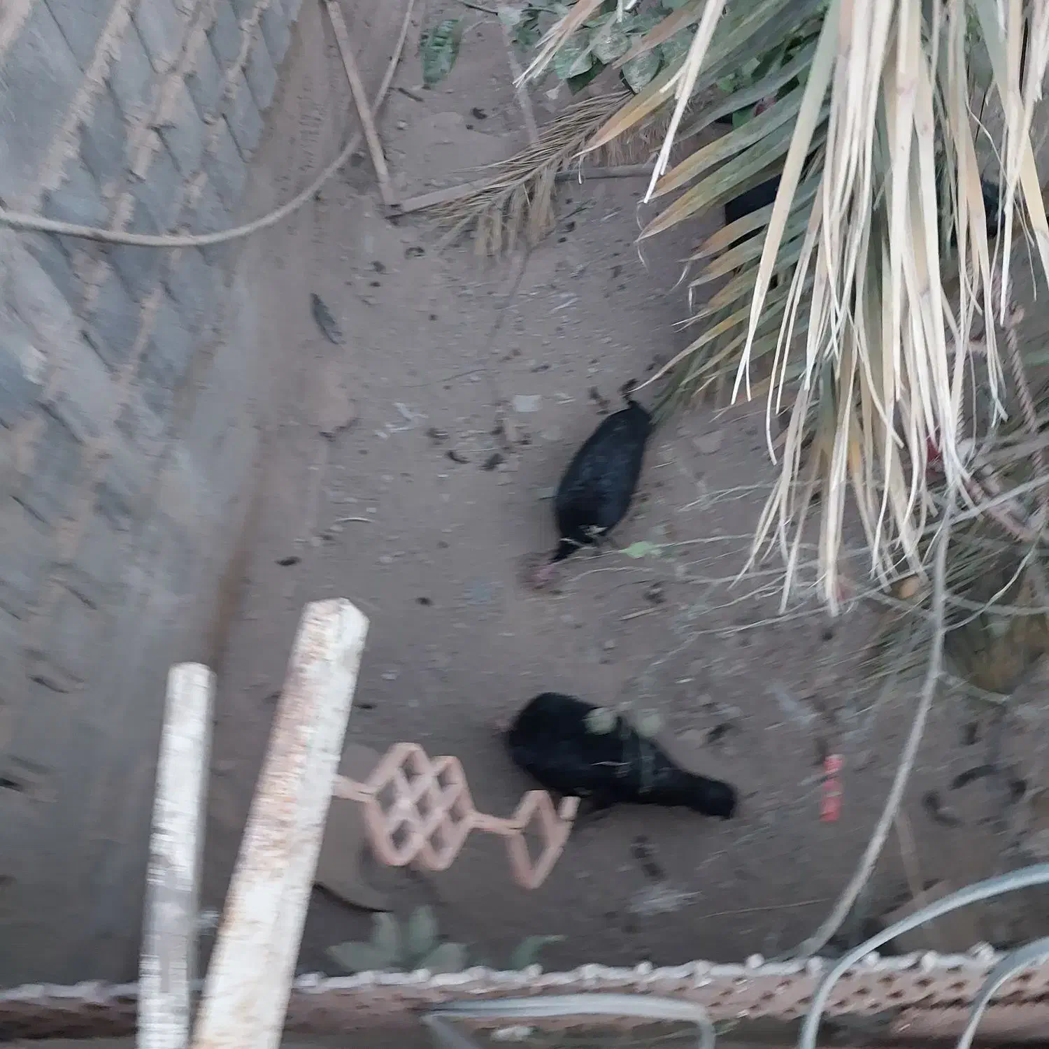 بوقلمون|حیوانات مزرعه|بم, |دیوار