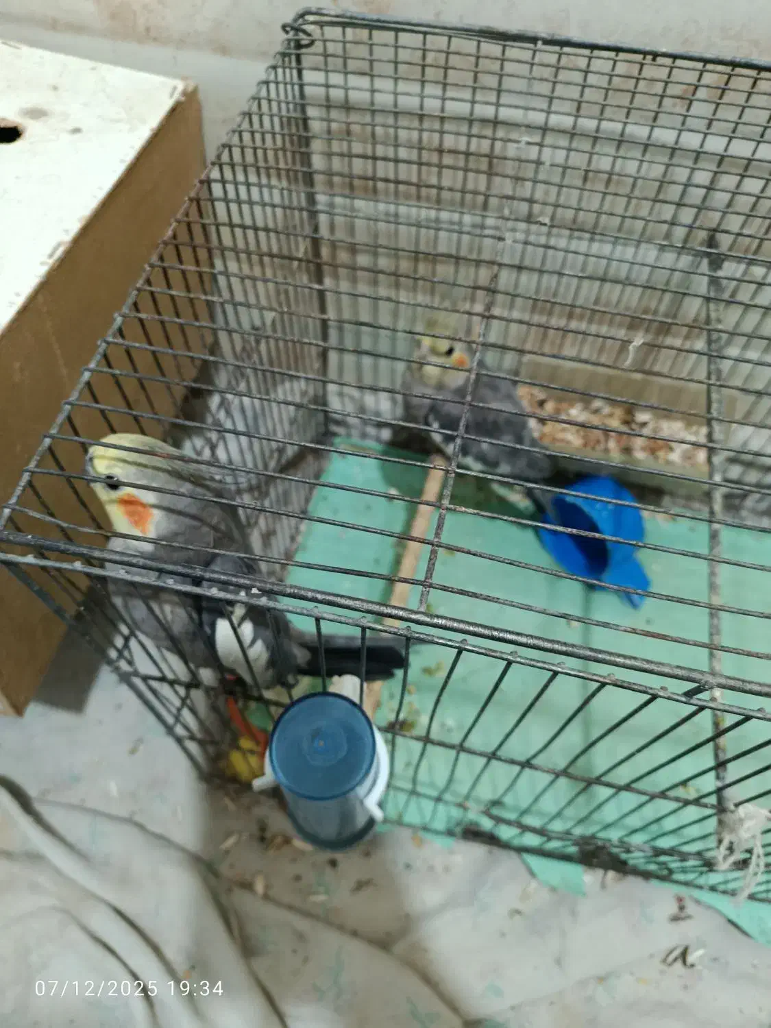 دو تا نر بالغ|پرنده|کازرون, |دیوار