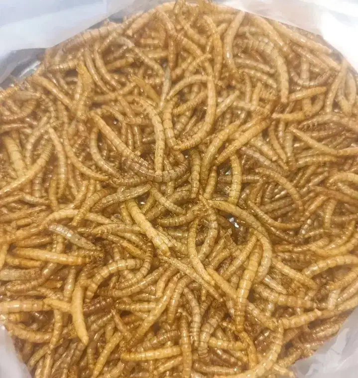 کرم میلورم / خشک و زنده|خزنده|ری, علایین|دیوار