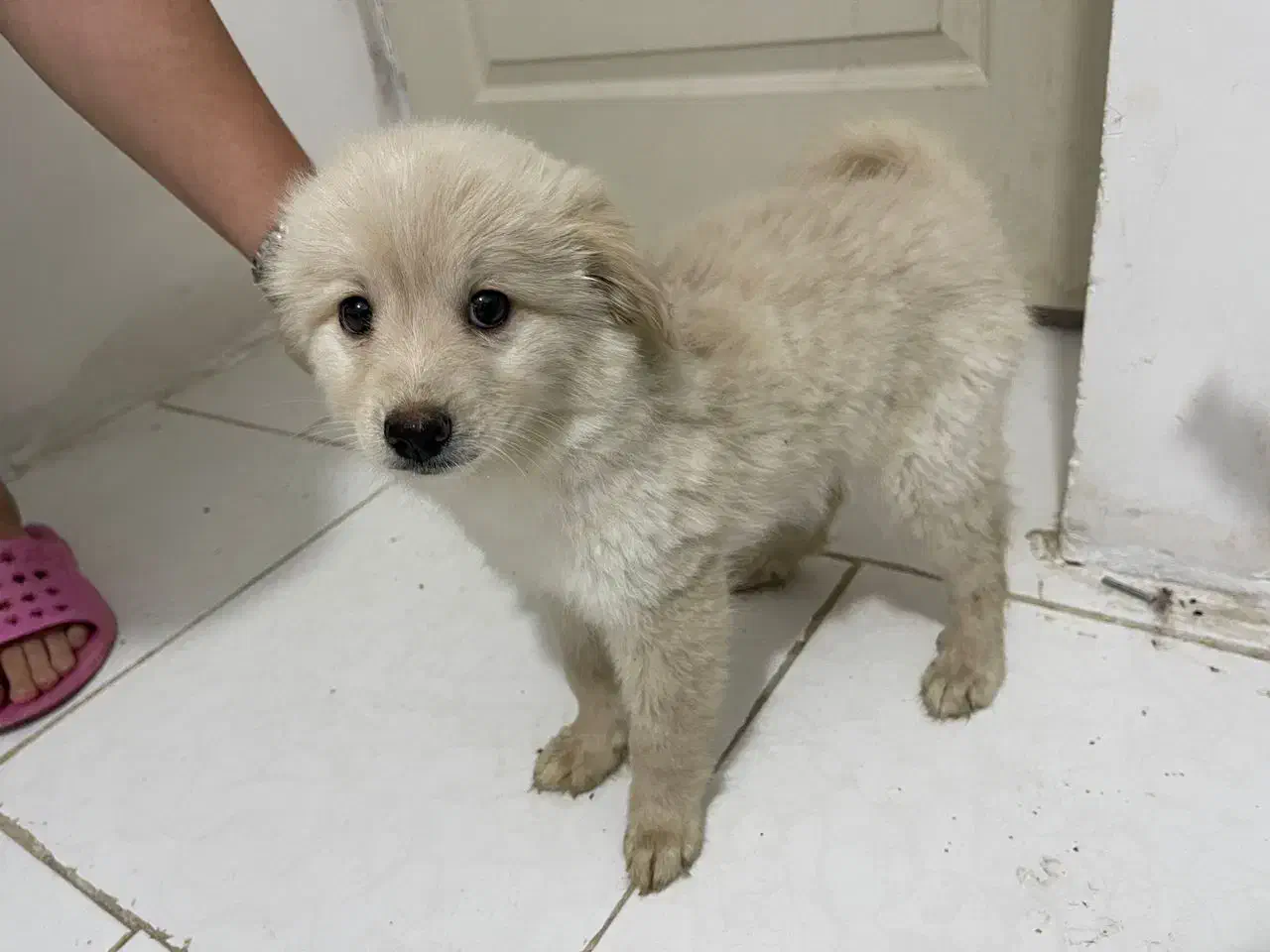 طوله سگ دوماهه|سگ|بندرعباس, |دیوار