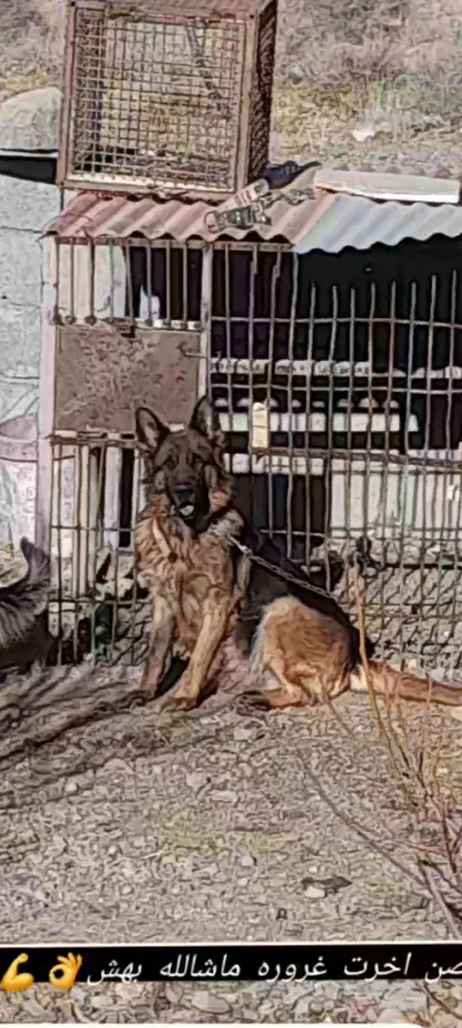 ماده ژرمن|سگ|جیرفت, |دیوار