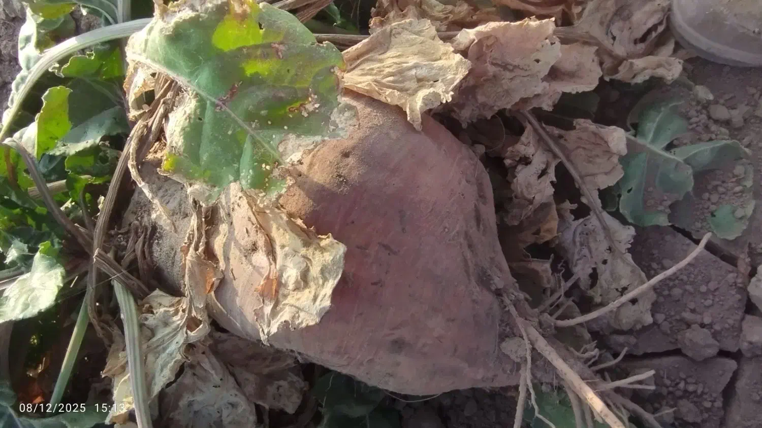 چند تنی چغندر دامی مال خودمه تحویلل شمافوری|عمدهفروشی|مشهد, تبادکان|دیوار