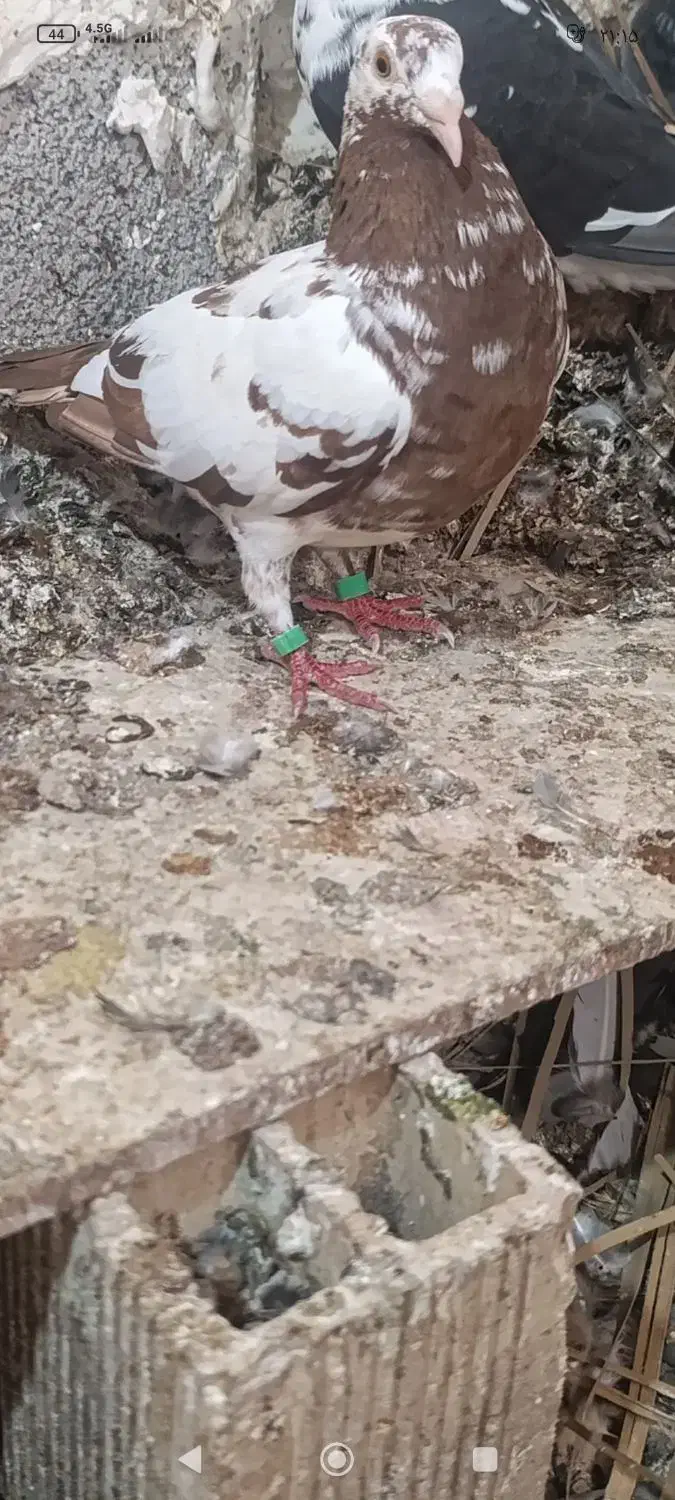 میولمنز ماده|پرنده|آبپخش, |دیوار