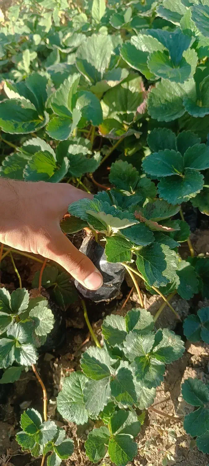 فروش نشاء توت فرنگی|خدمات باغبانی و درختکاری|مریوان, |دیوار