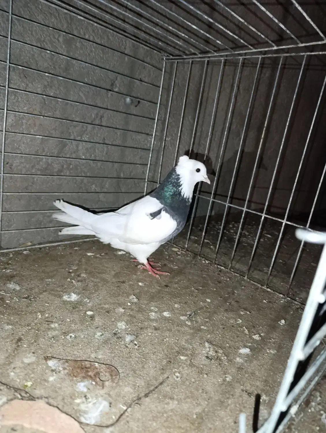 ک.ف.ت.ر.|پرنده|بهاباد, |دیوار