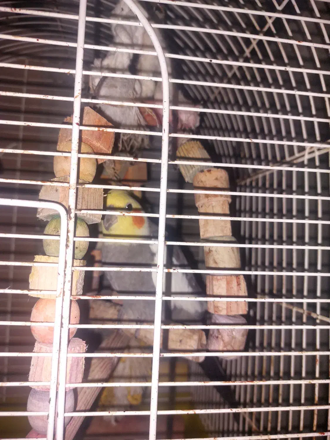 عروس هلندی سخنگو|پرنده|رشت, آب و برق|دیوار