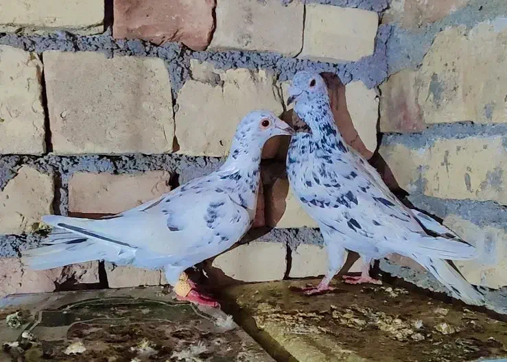 کفتر|پرنده|سده (خراسان جنوبی), |دیوار