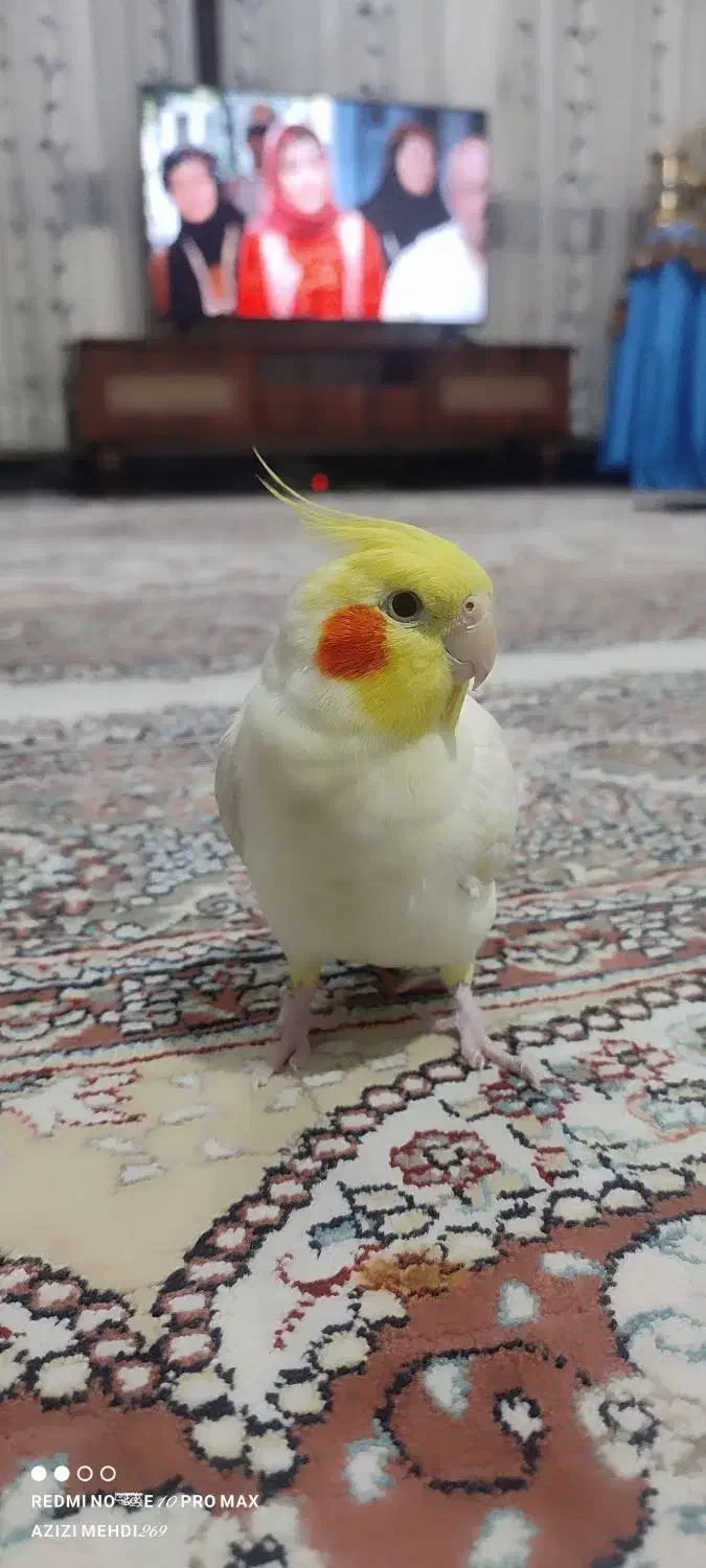 عروس هلندی لوتینو سخنگو رام ودستی|پرنده|الشتر, |دیوار