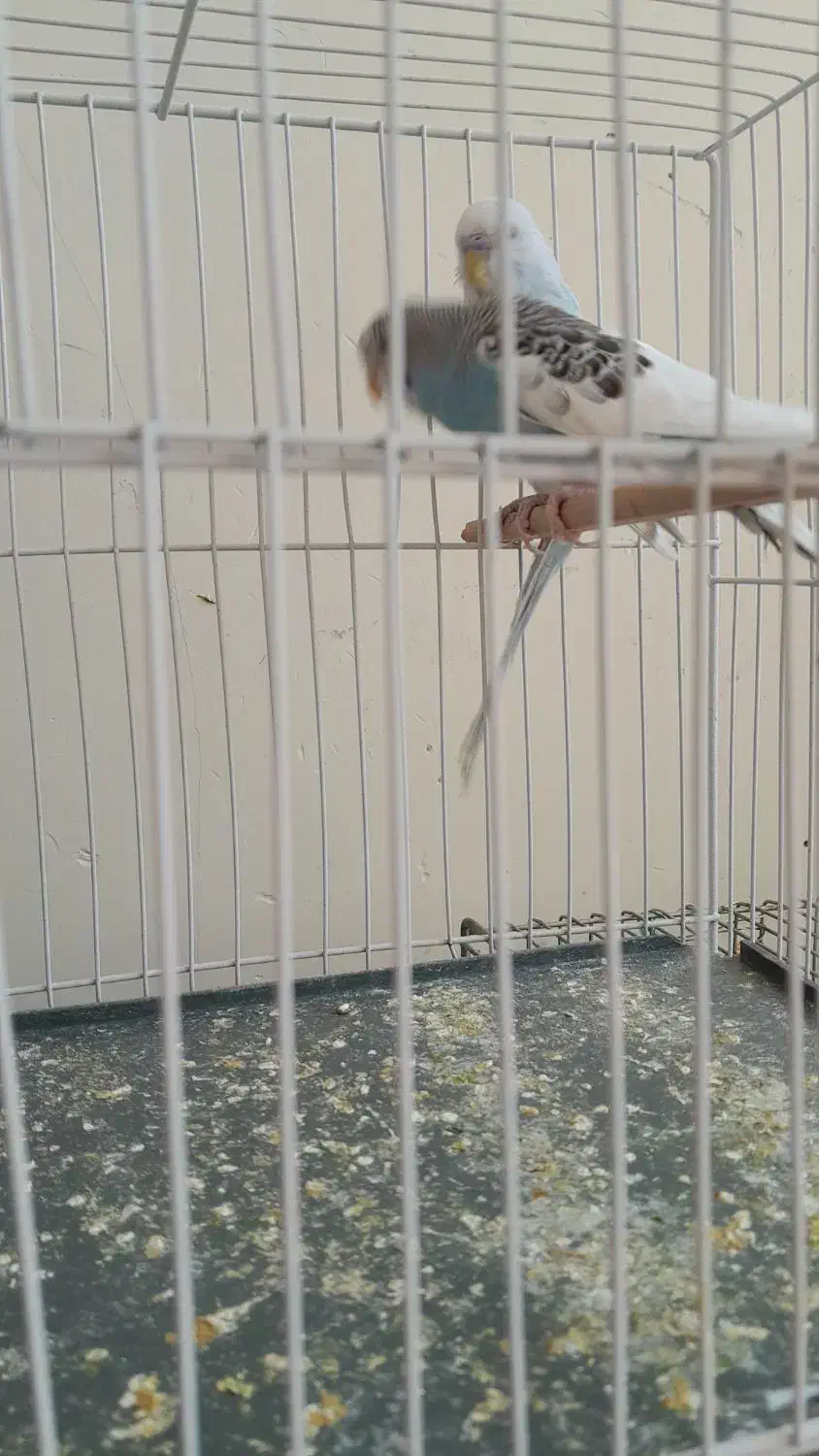 مرغ عشق|پرنده|زرقان, |دیوار