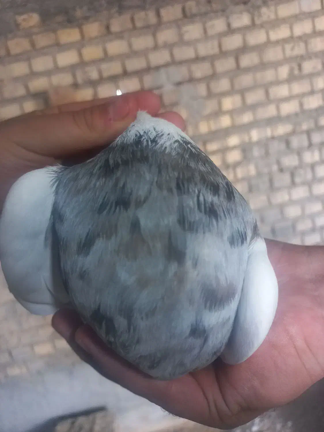 رنگی|پرنده|شادگان, |دیوار