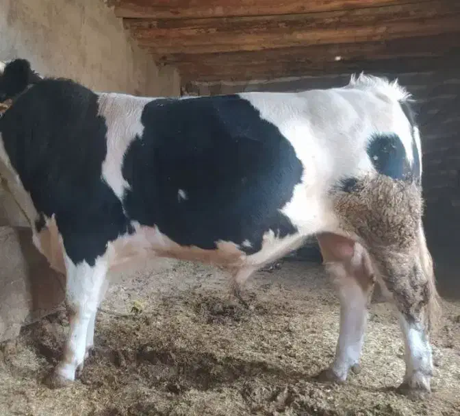 فروش سه راس گوساله نر سیمینتال اصل جنس پرواربندی|حیوانات مزرعه|سیوان, |دیوار