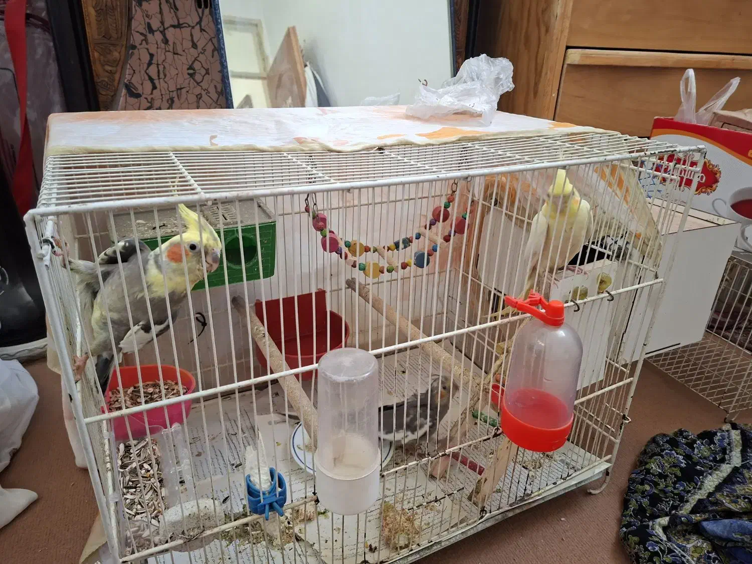 پرنده زینتی|پرنده|شیروان (خراسان), |دیوار