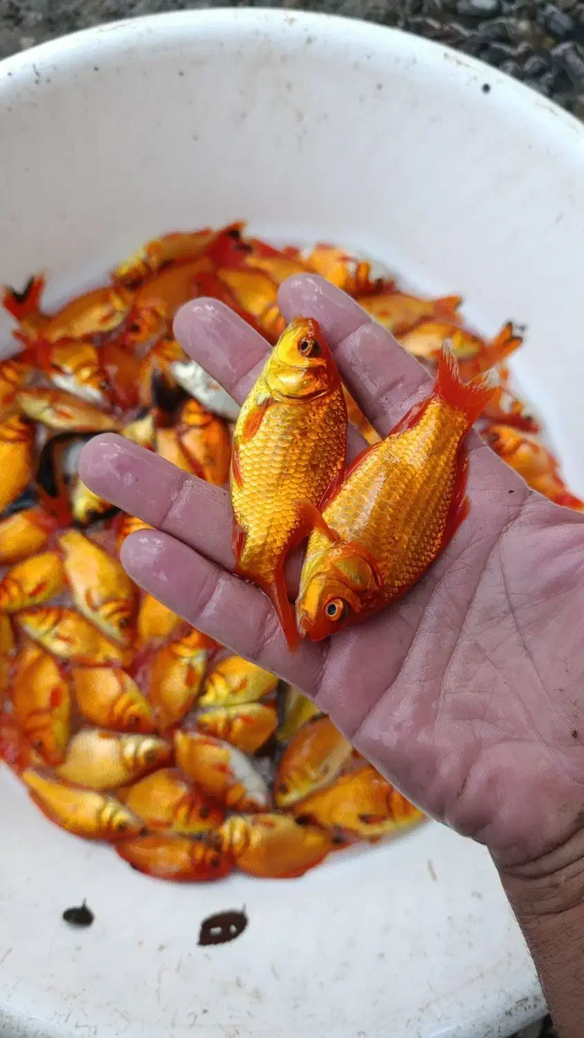 ماهی قرمز شکار اردک ماهی بدونه دلال|ماهی|رشت, حومه رشت|دیوار