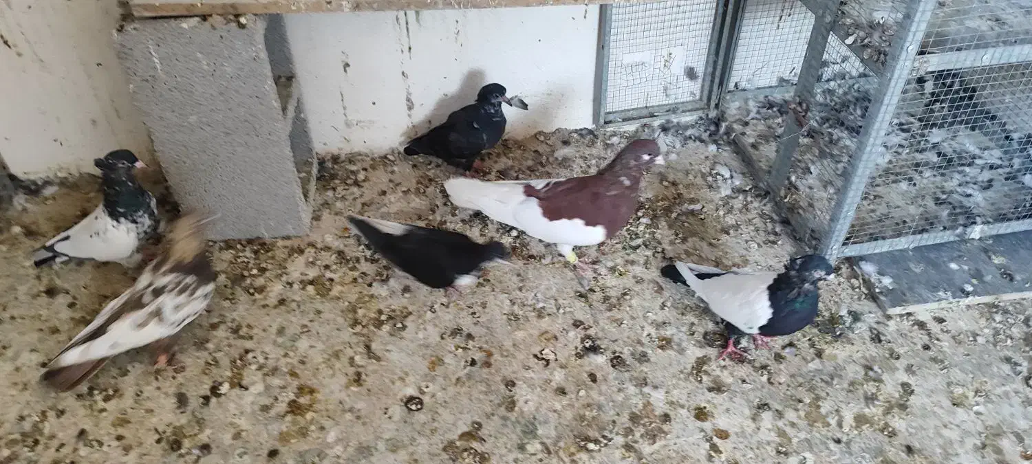 شهری یال  چپ|پرنده|شیراز, بید زرد|دیوار